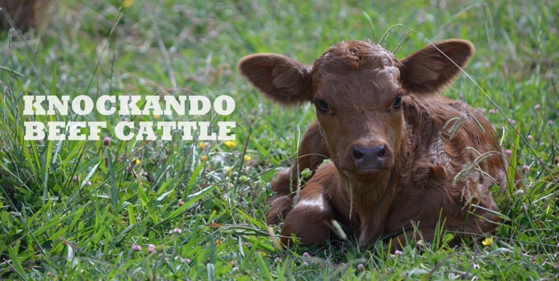 Home of Knockando Stud Beef Cattle